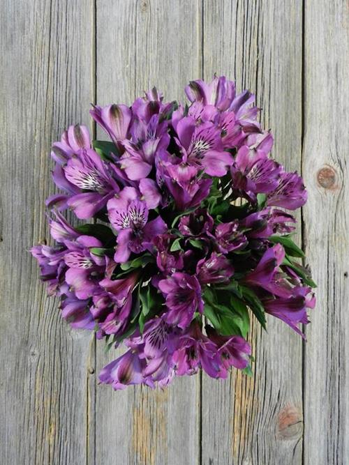 COTE DAZUR PURPLE ALSTROEMERIA